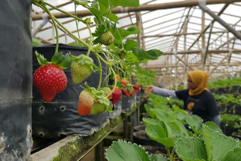 Read more about the article Menikmati Liburan dengan Memetik Strawberry Secara Langsung di Lembang