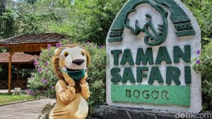 Read more about the article Apa Saja yang Dapat Dilakukan di Taman Safari Indonesia ?